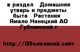  в раздел : Домашняя утварь и предметы быта » Растения . Ямало-Ненецкий АО,Губкинский г.